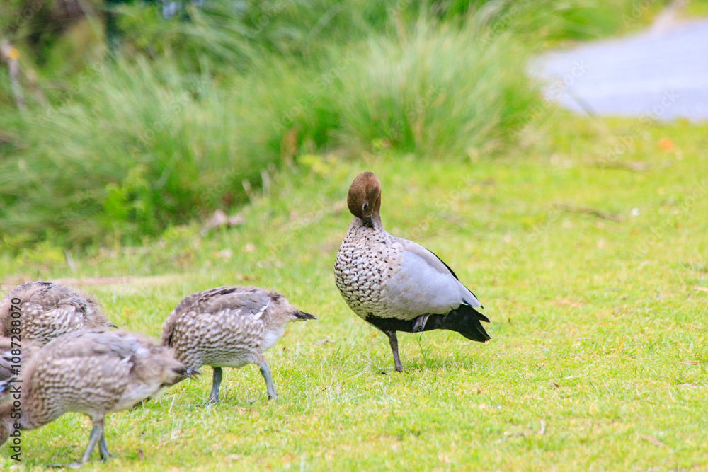 Family of Australian Wood Ducks Walking Along Roadside, Wilsons Prom, Australia Family of Australian Wood Ducks Walking Along Roadside, Wilsons Prom, Australia