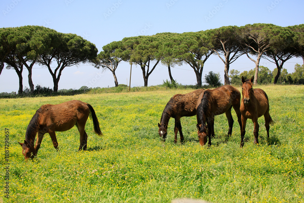Maremmano Pferde auf Weide, Pferderasse, Maremma, südliche Toskana, Italien, Europa Maremmano Pferde auf Weide, Pferderasse, Maremma, südliche Toskana, Italien, Europa