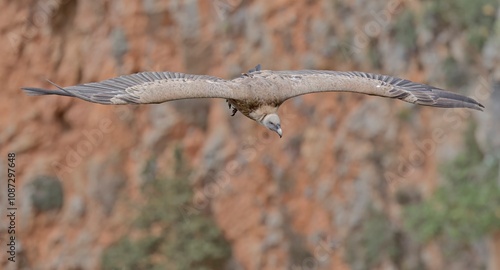 Griffon Vulture (Gyps fulvus), Crete, Greece