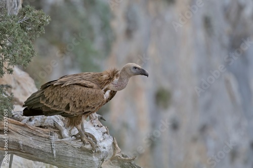 Griffon Vulture (Gyps fulvus), Crete, Greece