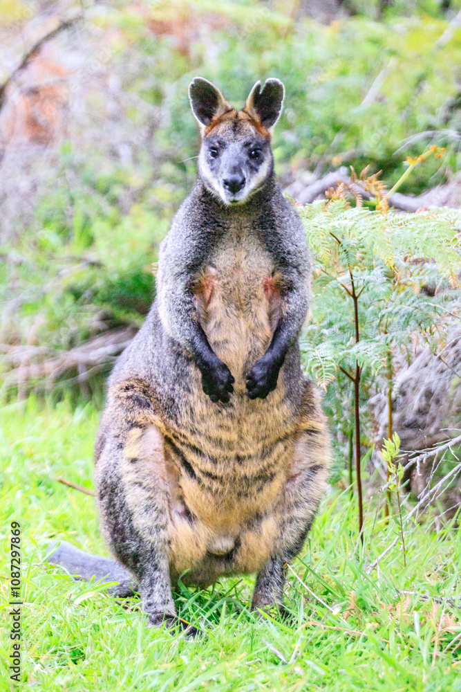 Obraz premium Close-up of Wallaby Standing in Its Natural Habitat, Wilsons Prom, Australia