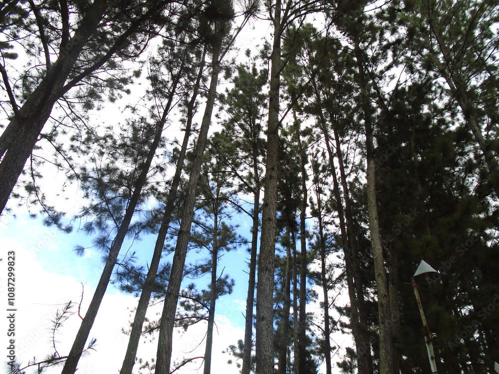 Fototapeta premium sky through trees