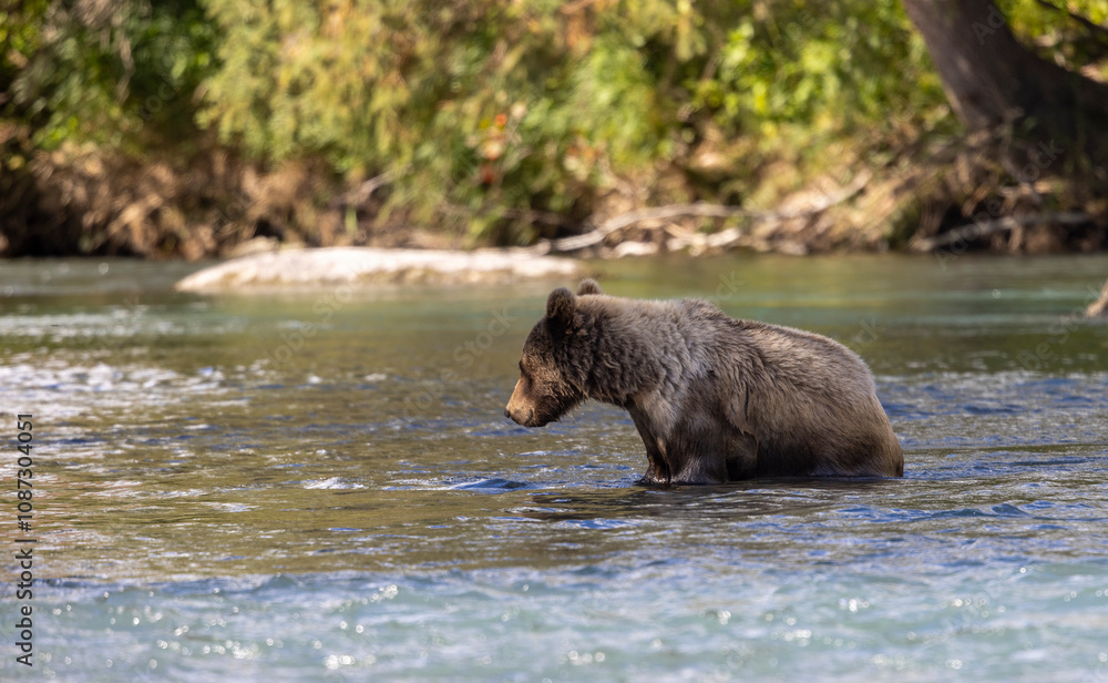 Young Grizzly Bear Fishing for Salmon in Alaska in Autumn Young Grizzly Bear Fishing for Salmon in Alaska in Autumn