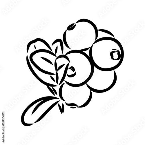 sketch ripe lingonberries, lingonberry berry, vector sketch