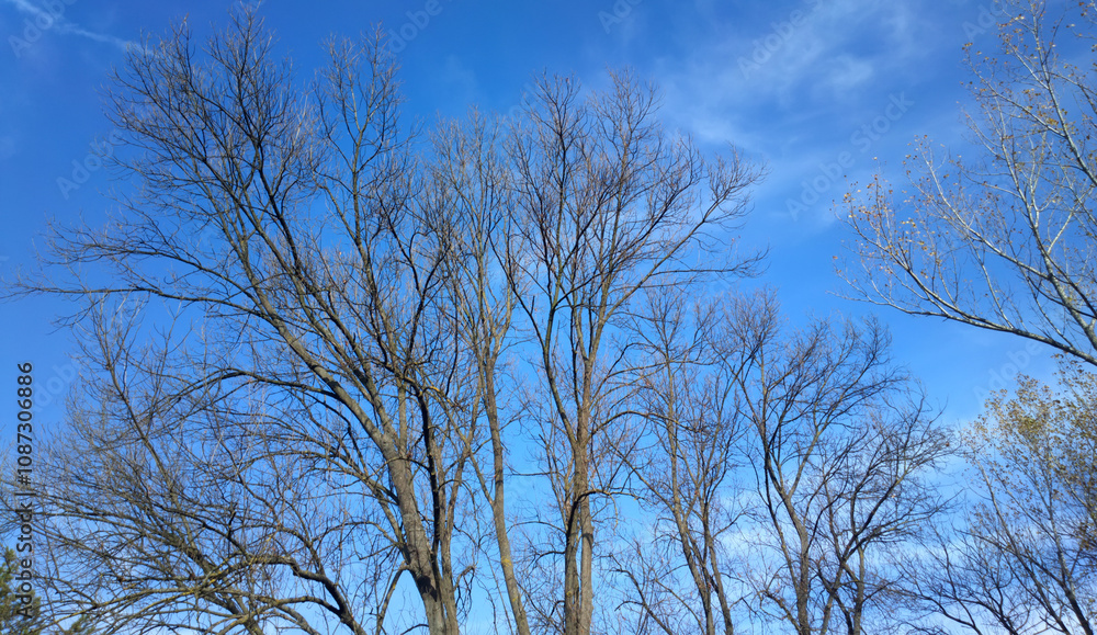 Trees without leaves in autumn Trees without leaves in autumn