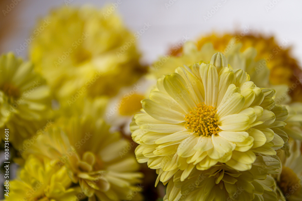 Fototapeta premium Yellow flowers close-up on a light background
