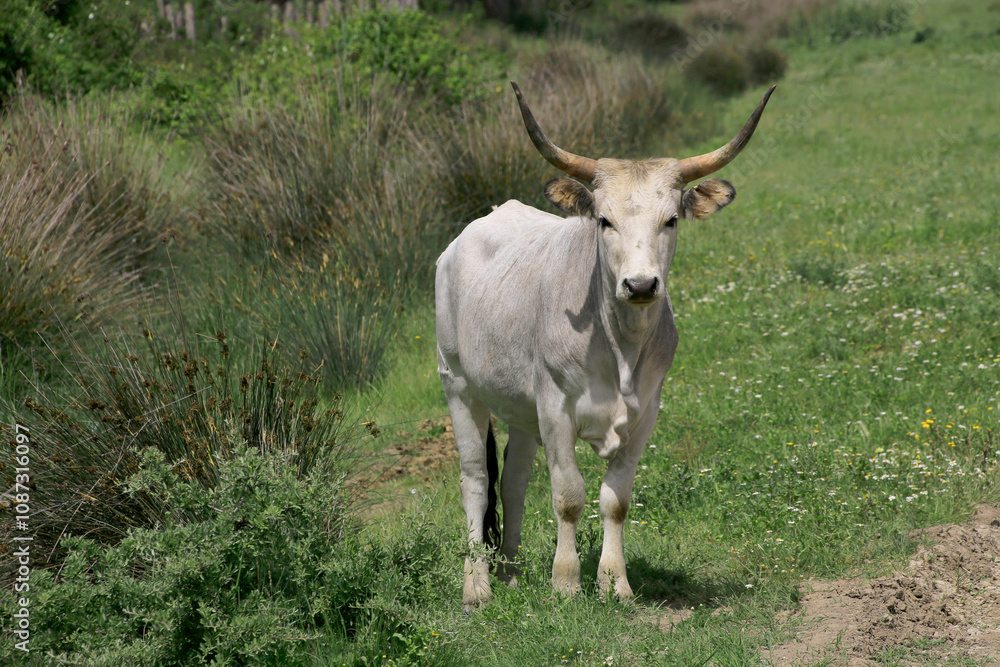 Maremmaner Rinder in den Grassteppen der Maremma, südliche Toskana, Italien Maremmaner Rinder in den Grassteppen der Maremma, südliche Toskana, Italien