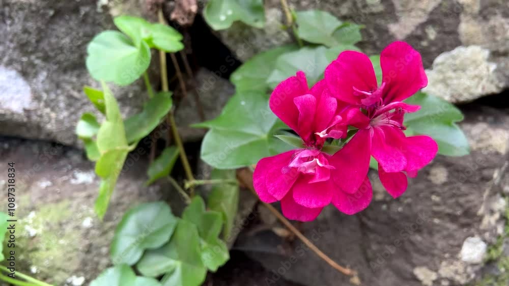 Pink geranium flowers in the garden.Pelargonium peltatum is a popular ornamental plant,4K Pink geranium flowers in the garden.Pelargonium peltatum is a popular ornamental plant,4K