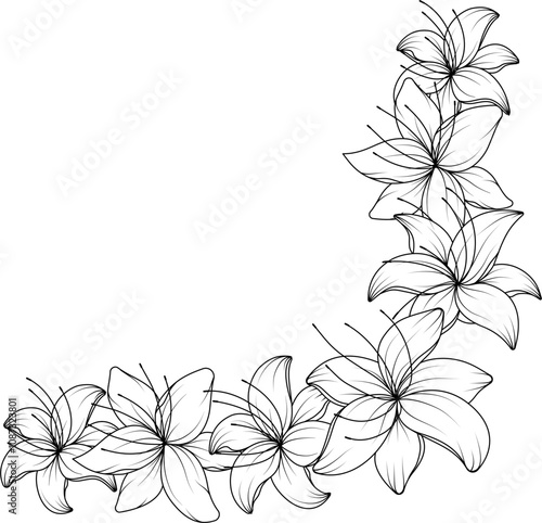 Lilies flower corner border outline vector