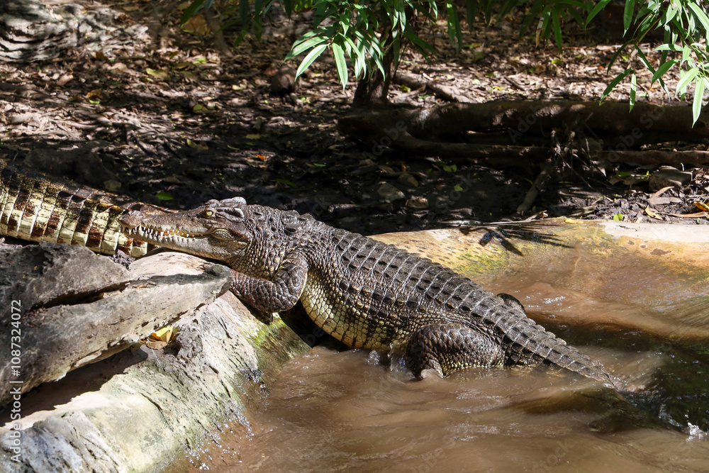 the siam crocodile is walk up from river the siam crocodile is walk up from river