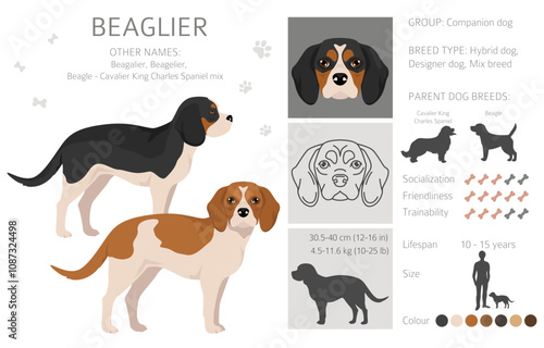 Beagle Cavalier King Charles Spaniel mix. Beaglier clipart. Different coat colors set.  Vector illustration