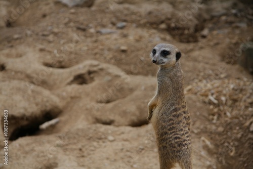 Meerkat photo