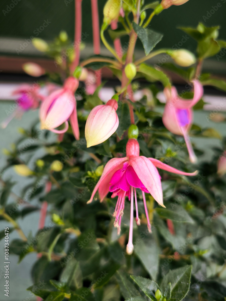 pink blooming fuchsia plant close up