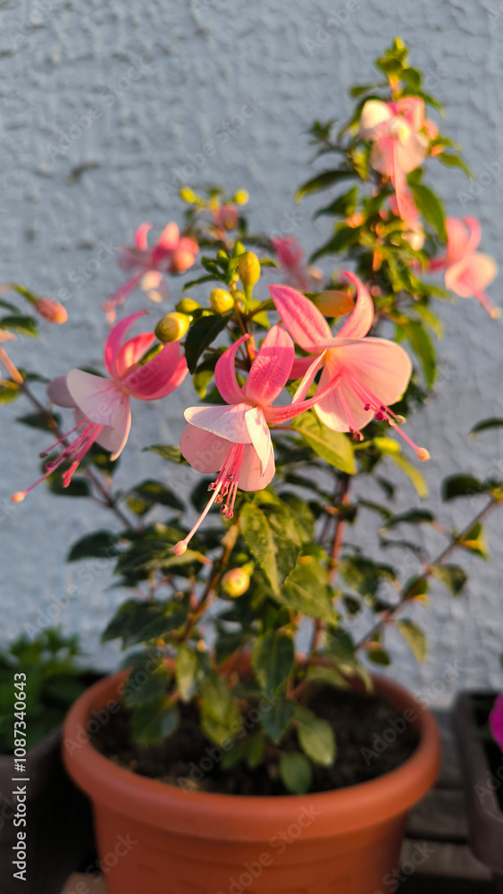 pink blooming fuchsia plant close up pink blooming fuchsia plant close up