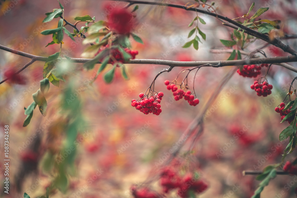Rowan berries hanging on a branch in autumnal colors Rowan berries hanging on a branch in autumnal colors