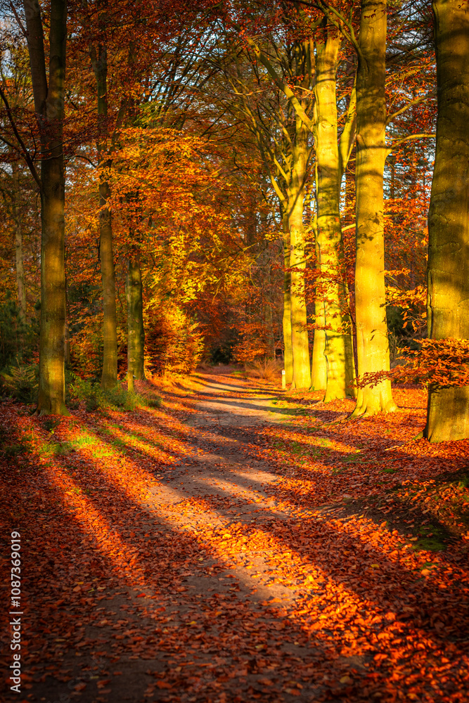 Fototapeta premium Tree-lined avenue in Mastenbos, Kapellen, during autumn