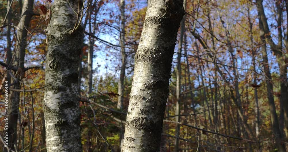  Autumn in the woods, poetry of colors and shapes
