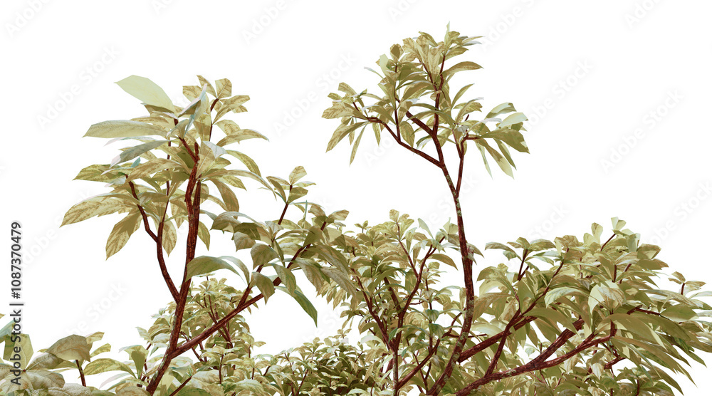 Couropita Guanensis png transparent. 3D rendering Couropita Guanensis png transparent. 3D rendering