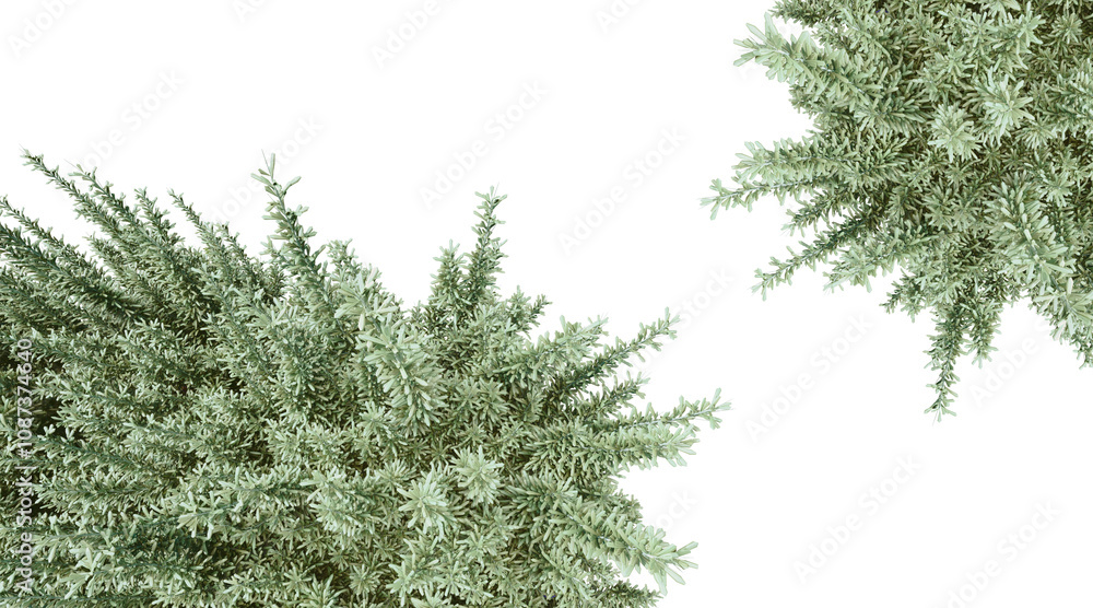 Fototapeta premium Lavender tree png transparent. 3D rendering
