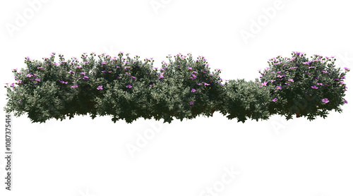 Leucophyllum frutescens png transparent. 3D rendering photo