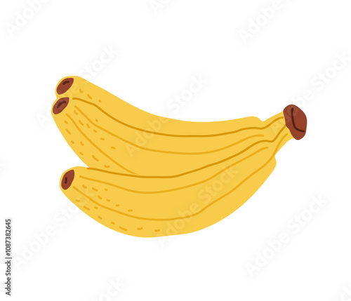 Freshly picked bunch of ripe bananas against a white background