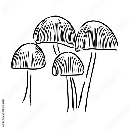 Toadstools, , vector illustrations. Sketch style, toadstool mushroom, vector