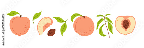 Colorful illustration of apples showcasing different stages and slices on a white background
