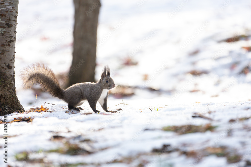 Obraz premium Ezo squirrel in the snow