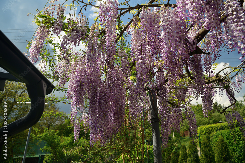 The wisteria flower blooms in spring in the garden near the house