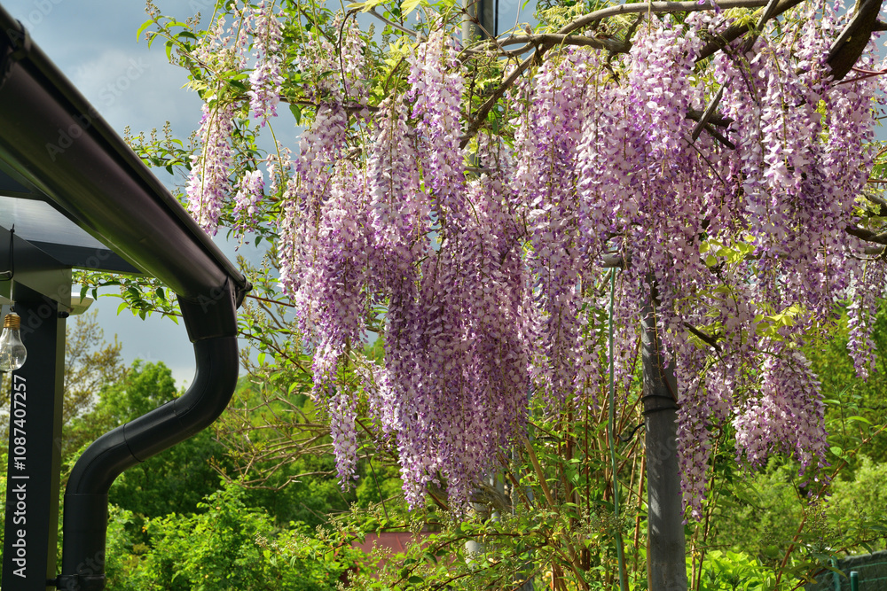 The wisteria flower blooms in spring in the garden near the house