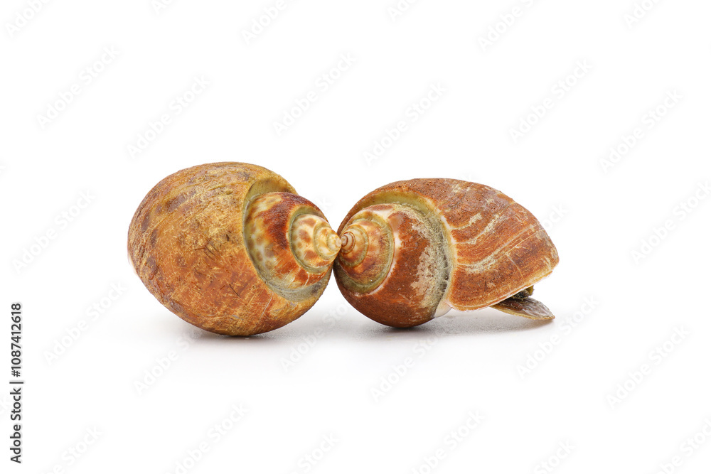 Roasted Sweet shellfish isolated on white background. Fresh seafood. Roasted Sweet shellfish isolated on white background. Fresh seafood.