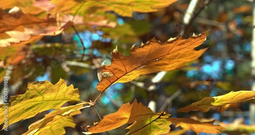 Wallpaper Mural The Golden Forest, a Journey Through the Autumn Leaves Torontodigital.ca