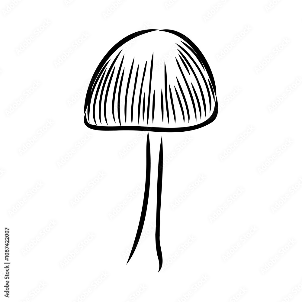 Toadstools, , vector illustrations. Sketch style, toadstool mushroom, vector Toadstools, , vector illustrations. Sketch style, toadstool mushroom, vector
