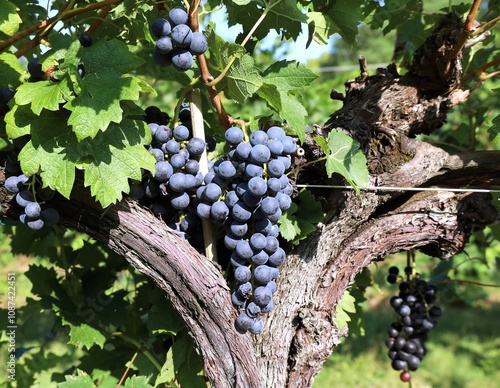 Tableau sur toile Bunch of ripe merlot hanging on vine  over its grape vine trunk tree