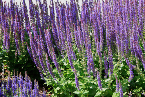  Salbei (Salvia) Pflanze mit vielen blauen Blüten, Heilpflanze  photo