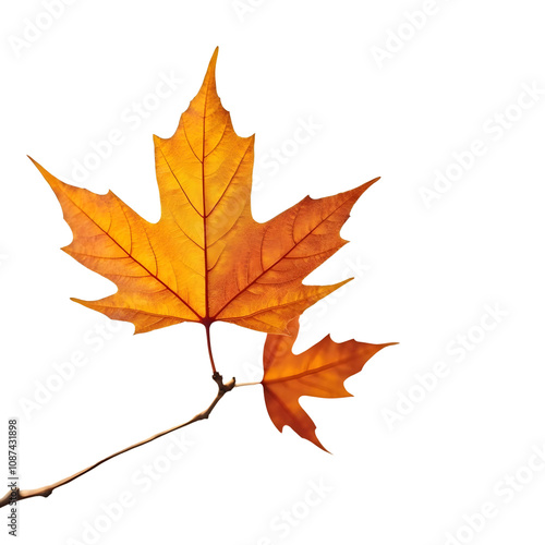 Tree isolated on transparent background