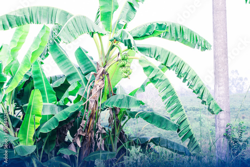 Lush green banana tree in sunlight, vibrant leaves, tropical foliage representing nature?s serenity. photo