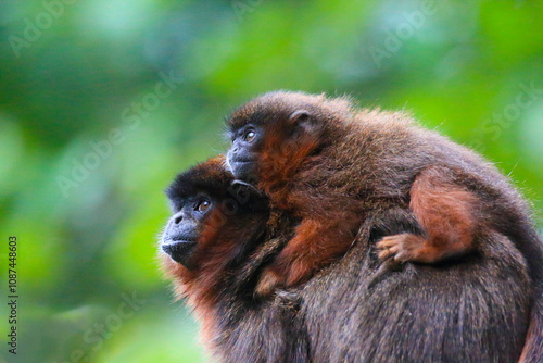 Canvas Print a coppery titi with baby (Plecturocebus cupreus)