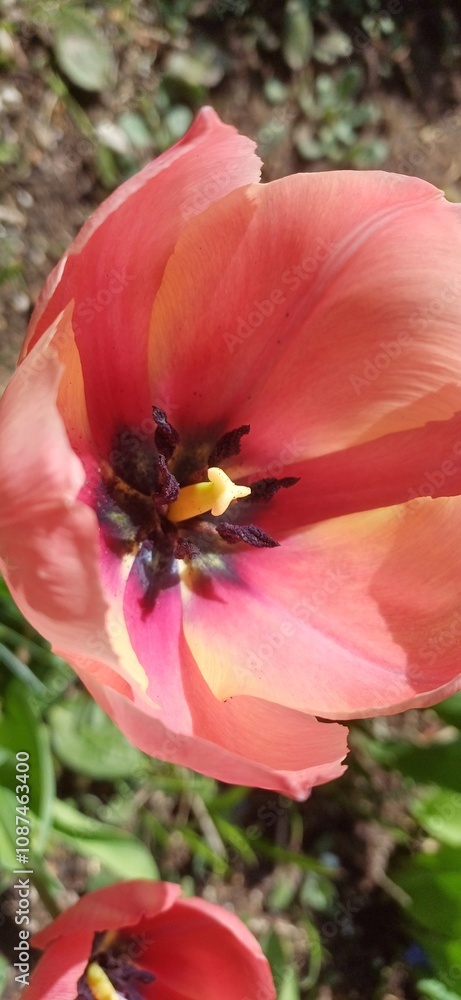 Fototapeta premium tulpe