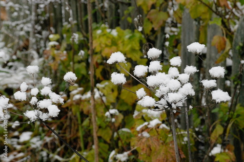 flakes of the first snow on umbrellas of dried flowers