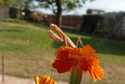 Mantis religiosa is predatory insect photo