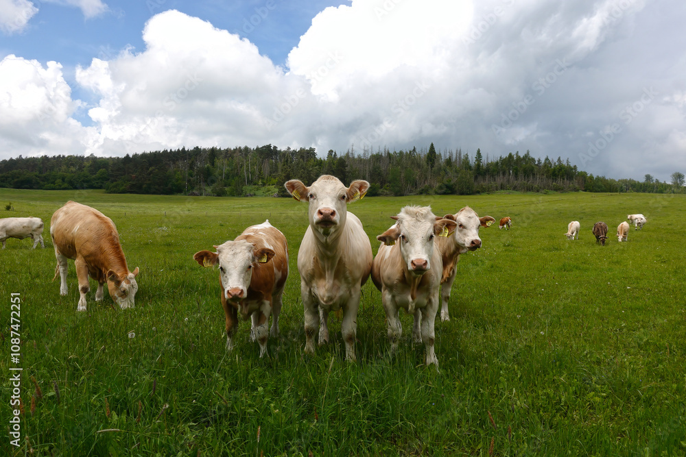 Curious cows looking at the camera Curious cows looking at the camera