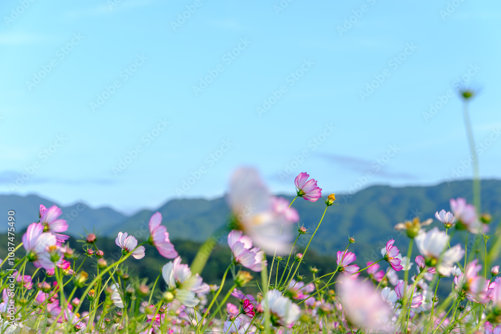 Obraz premium Pink Cosmos Flowers Swaying Against Mountain Backdrop