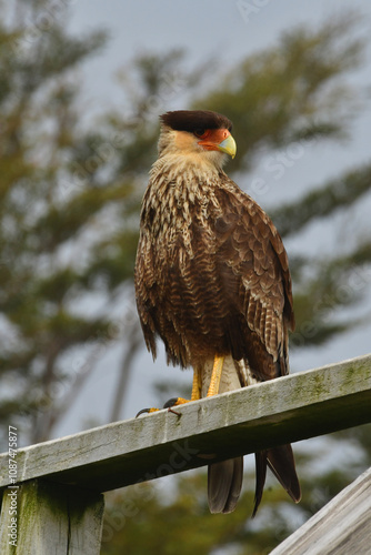 crested caracara Bird Mexican Eagle bird of prey falcon chile patagonia animal photo