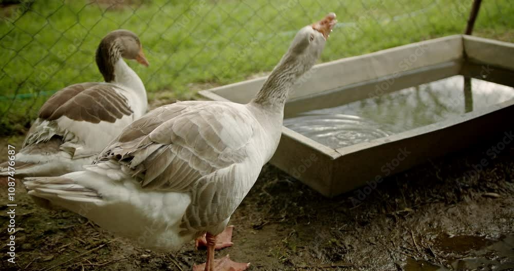 Two geese drinking water from a metal trough on a farm Two geese drinking water from a metal trough on a farm