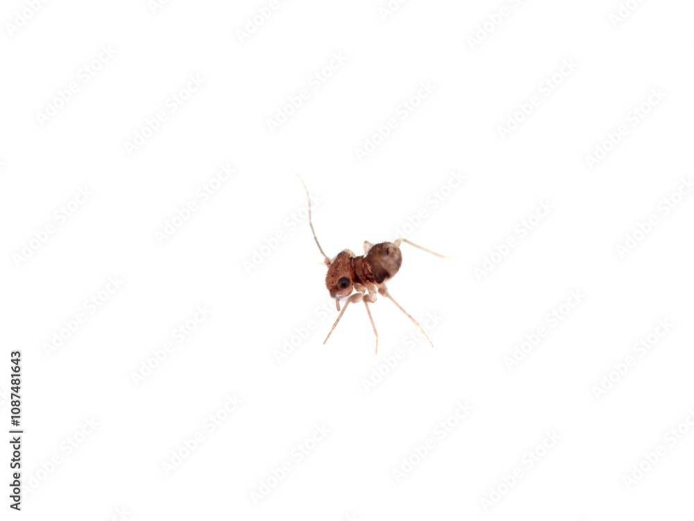 Nymph of barklouse in the family Ectopsocidae. Ectopsocus vachoni. Nymph of barklouse in the family Ectopsocidae. Ectopsocus vachoni.