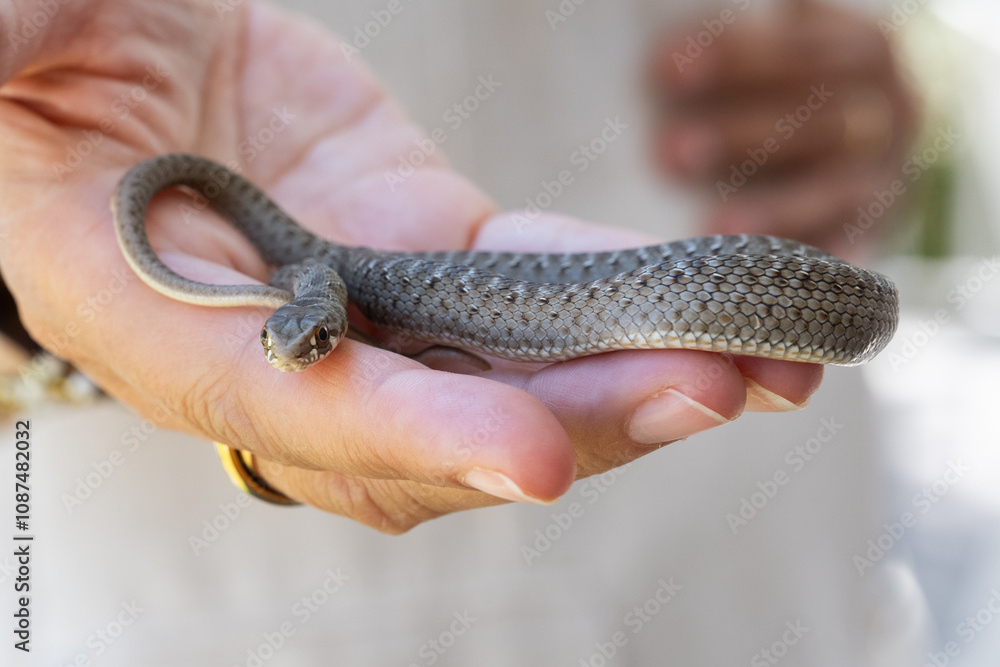 Fototapeta premium A woman's hand with an open palm holds a small wild snake carefully. The woman places her other hand on her belly. Wild nature and delicacy united