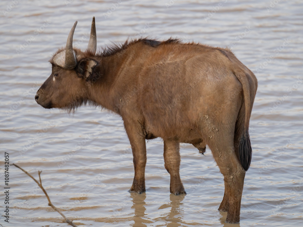 Afrikanische Tiere Kaffernbüffel oder auch Afrikanischer Büffel Steppenbüffel genannt, am Wasserloch vom Krüger National Park - Kruger Nationalpark Südafrika