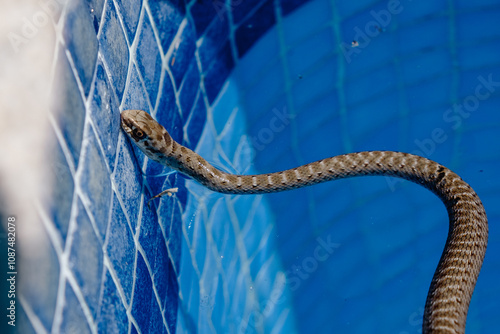 Slika na platnu Close up of A small, non-venomous baby snake swims in a pool looking for insects to feed on