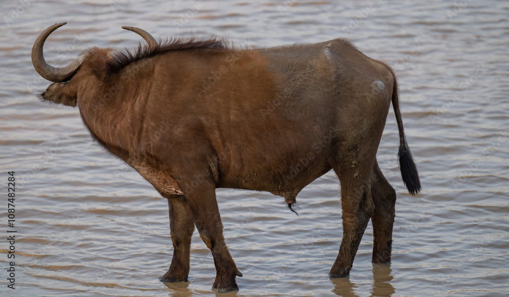 Afrikanische Tiere Kaffernbüffel oder auch Afrikanischer Büffel Steppenbüffel genannt, am Wasserloch vom Krüger National Park - Kruger Nationalpark Südafrika